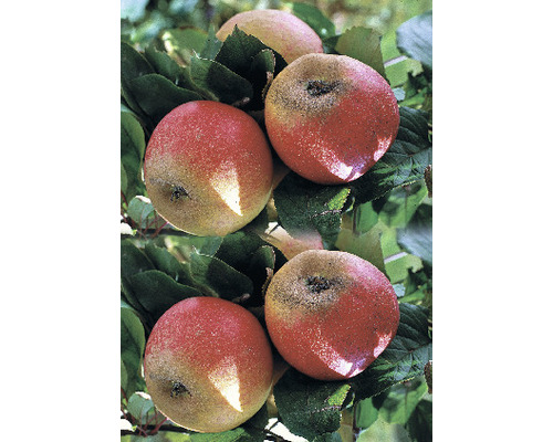 Jabloň zimní FloraSelf Malus domestica 'Roter Boskoop' 120-150 cm květináč 7,5 l-0
