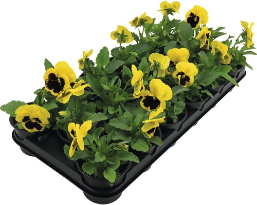 Žluté macešky v sadbovací desce