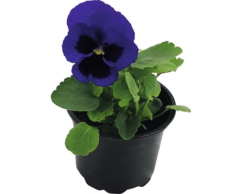 Modrá maceška v květináči