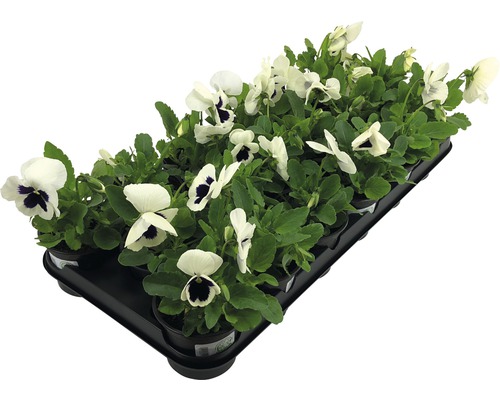 Květináč s bílými maceškami pro venkovní použití