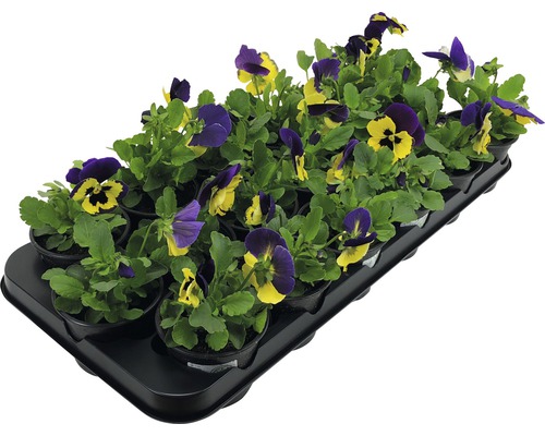 Fialky v květináči na pěstební desce