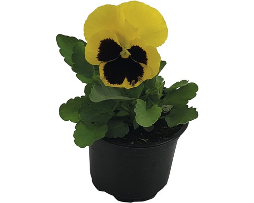 Maceška, violka FloraSelf Viola wittrockiana květináč Ø 9 cm 1 ks, různé druhy Žlutá maceška v květináči