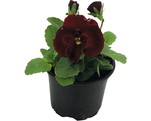 Fialka rohatá v květináči s tmavě červenými květy