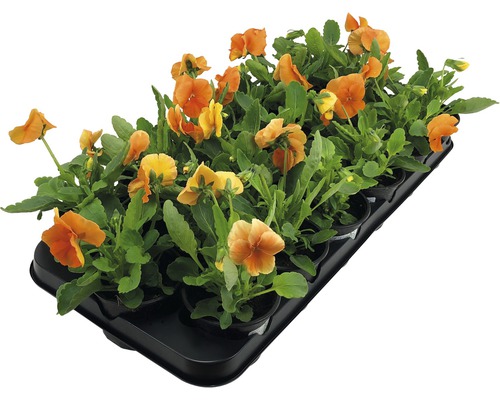 Macešky v sadbovací desce