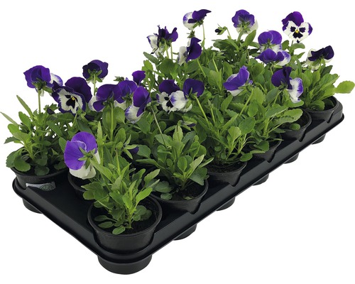 Macešky v pěstební nádobě