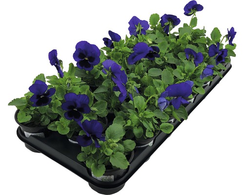 Přenosný podnos s květy fialek