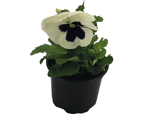 Fialka ostruhatá v květináči