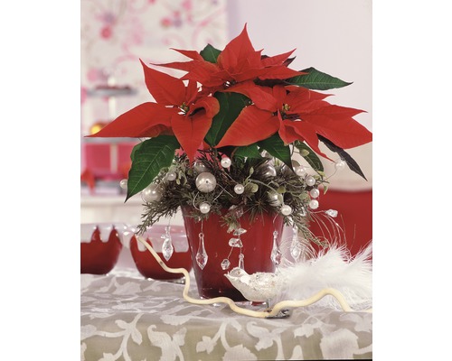 Vánoční hvězda v červeném květináči s dekorací na stole
