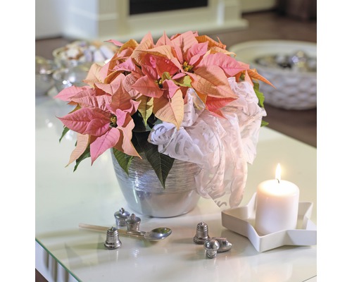 Vánoční hvězda ve stříbrném květináči se svíčkou a dekorativními prvky na stole.