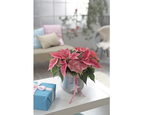 Růžová vánoční hvězda v květináči s dekorací na stole s dárkem