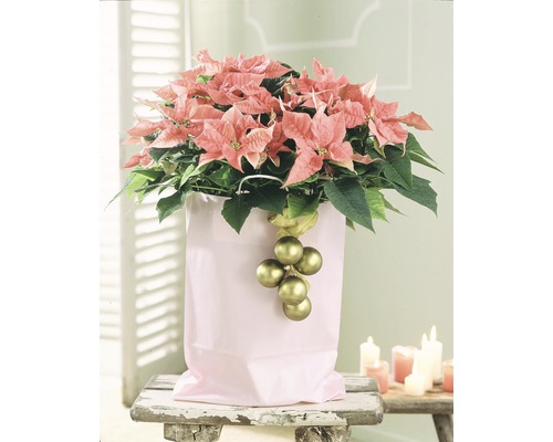 Vánoční hvězda s dekorací v sáčku na stoličce