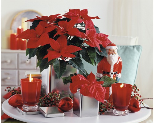 Vánoční hvězda, svíčky a figurka Santa Clause na stole