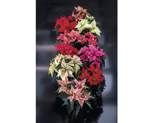 Různobarevné vánoční hvězdy v květináčích