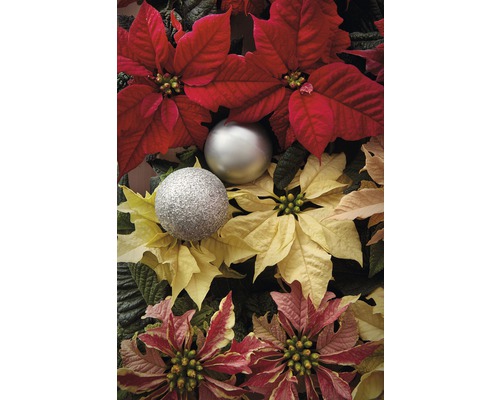 Aranžmá vánoční hvězdy s vánočními ozdobami