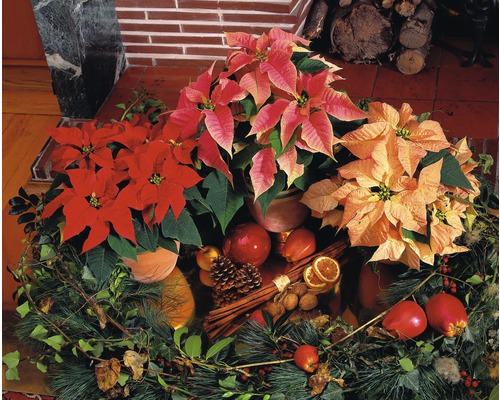 Vánoční hvězdy v květináčích, aranžované s vánoční dekorací.