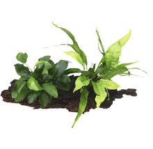 Akvarijní rostlina na dřevěném kořeni