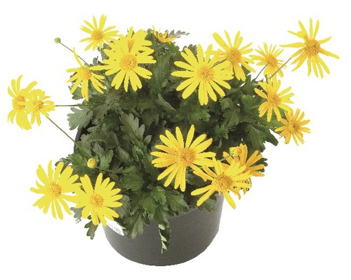 Kopretina žlutá Euryops chrysanthemoides květináč Ø 11 cm