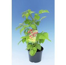 Sazenice maliny v květináči