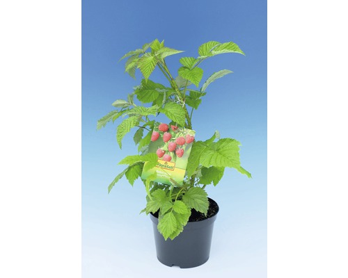 Sazenice maliny v květináči