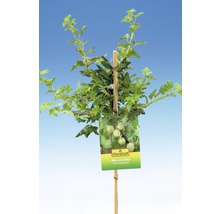 Zelený angrešt s etiketou FloraSelf