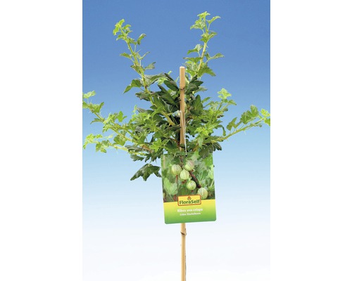 Zelený angrešt s etiketou FloraSelf