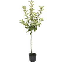 Jabloň zimní FloraSelf Malus domestica 'Goldparmäne' 120-150 cm květináč 7,5 l-thumb-1 Jabloň zimní FloraSelf Malus domestica 'Goldparmäne' 120-150 cm květináč 7,5 l-thumb-1