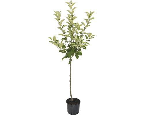 Jabloň v květináči