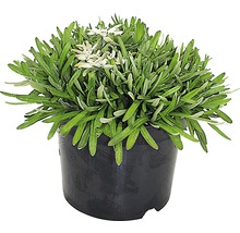 Plesnivec alpský FloraSelf Leontopodium alpinum 5-15 cm květináč 0,7 l