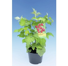 Maliník v květináči