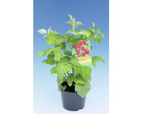 Maliník v květináči