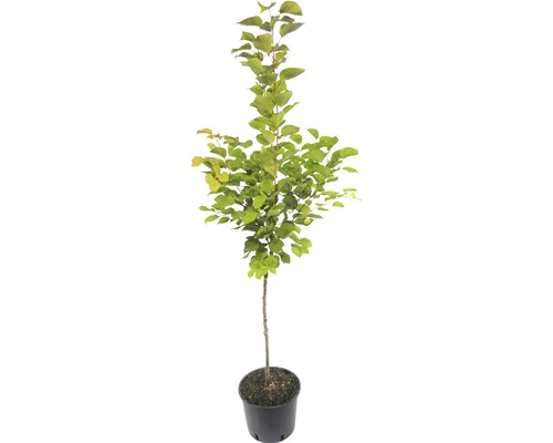 Jabloň v květináči s listy