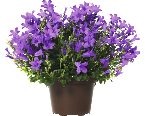 Zvonek dalmatský FloraSelf Campanula portenschlagiana 'Get Mee' 20-30 cm květináč Ø 10,5 cm-0