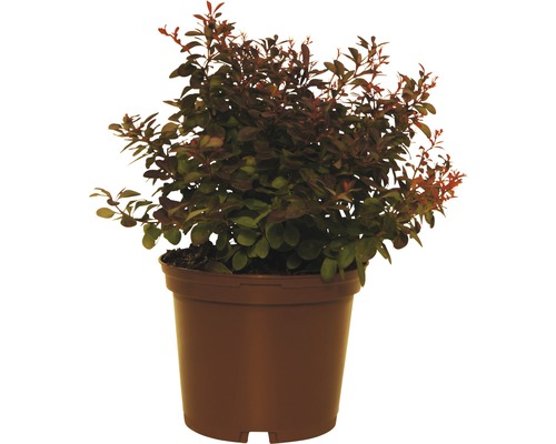 Dřišťál v květináči