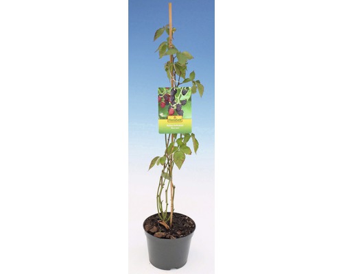 Ostružina v květináči s rostlinnou etiketou a podpůrnou tyčí