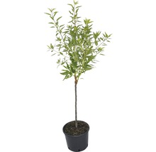 Solitérní dřevina v květináči