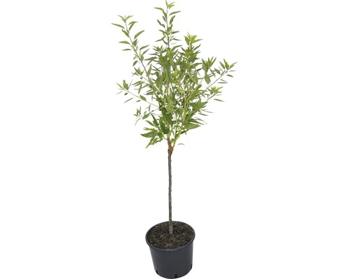Solitérní dřevina v květináči