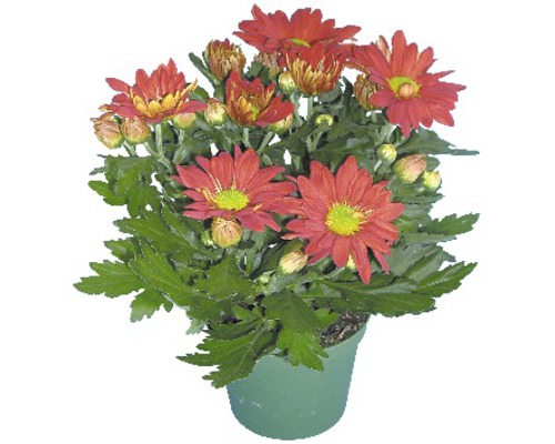 Chryzantéma mix FloraSelf Chrysanthemum indicum květináč Ø 12 cm 1 ks, různé barvy Chryzantéma v květináči