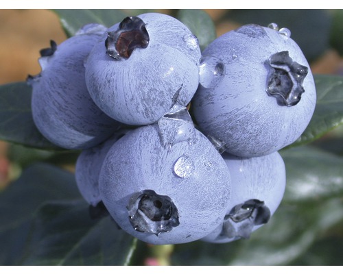 Detailní záběr čerstvých borůvek s kapkami vody