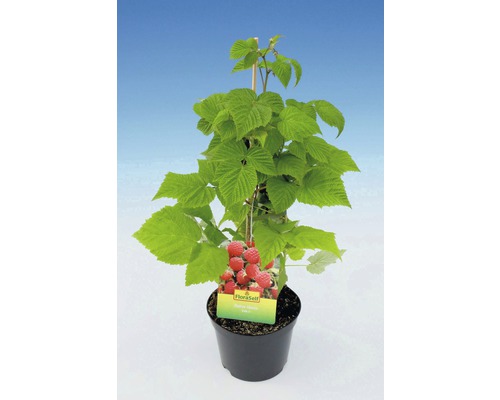 Sazenice maliny v květináči