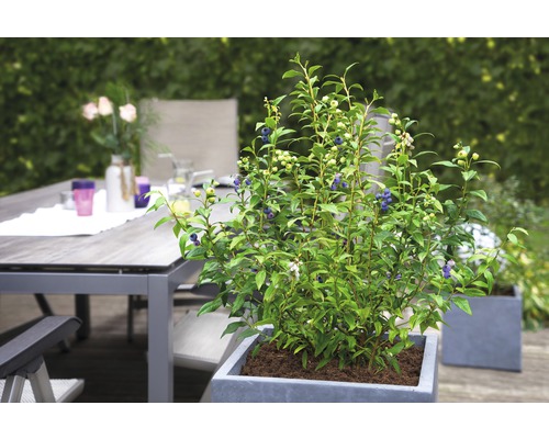 Keř borůvek v květináči na terase se zahradním stolem a dekorací