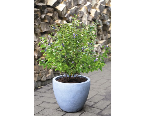 Borůvkový keř v květináči