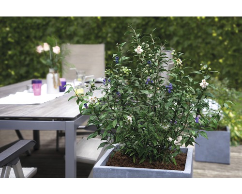 Borůvkový keř s plody v květináči na terase