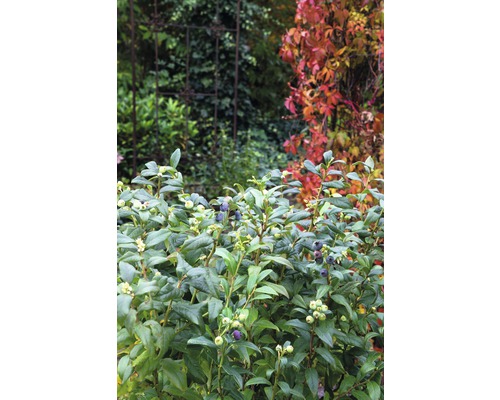 Keř borůvek v zahradě se zralým a nezralým ovocem