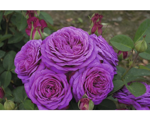 Detailní záběr kvetoucích, fialových růží