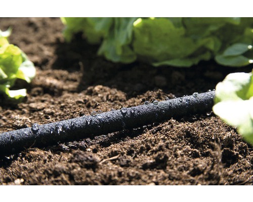 Zavlažovací hadice v zahradním záhonu se salátem