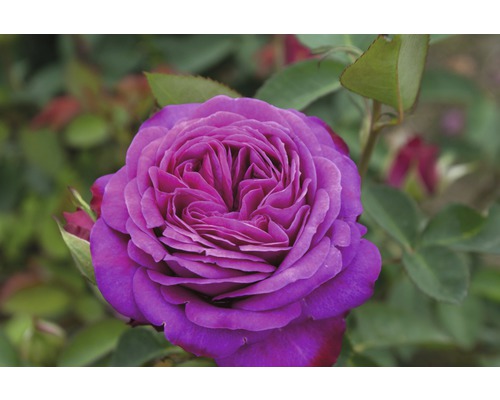 Detail fialové ušlechtilé růže na zahradě