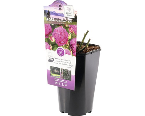 Růže Heidi Klum v květináči