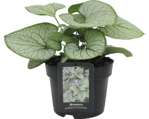 Pomněnkovec velkolistý Brunnera macrophylla 'Silver Heart' výška 15-30 cm květináč 3 l