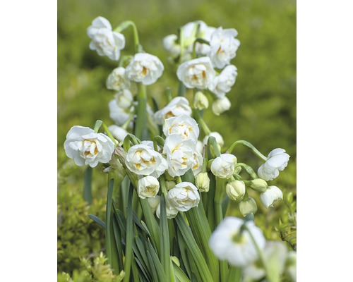 Narcis Bridal květináč Ø 12 cm různé druhy