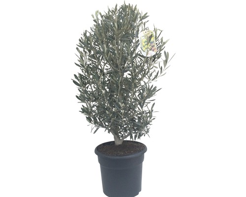 Olivovník evropský Olea europaea výška 40-60 cm květináč 7,5 l